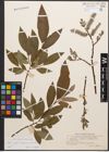 Foto von Salix caprea L. x Salix lapponum L. x Salix phylicifolia L.